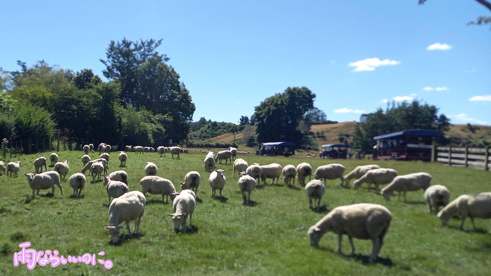 ニュージーランドのワーホリで見た羊たち(MiU撮影)