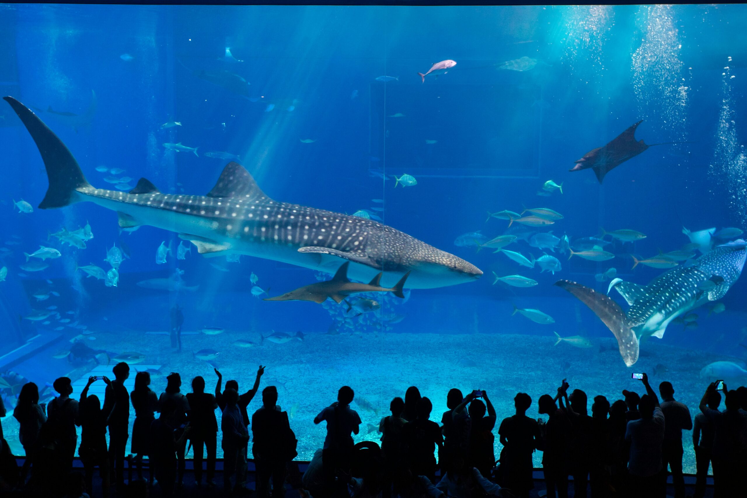 ジンベイザメが目の前にいる美ら海水族館