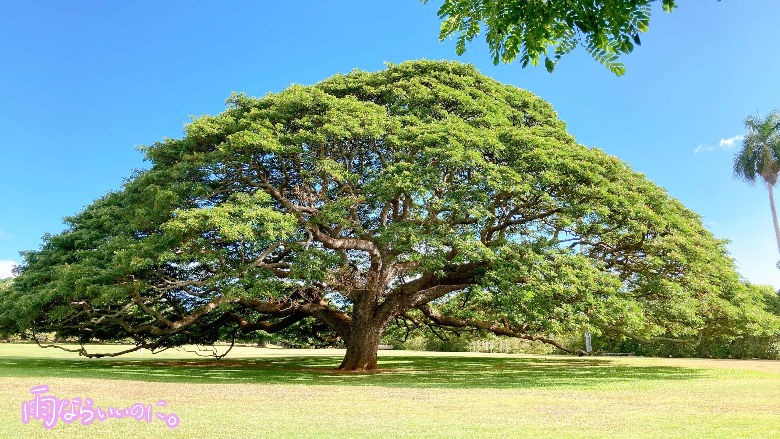 モアナルアガーデンの日立の樹(MiU撮影)
