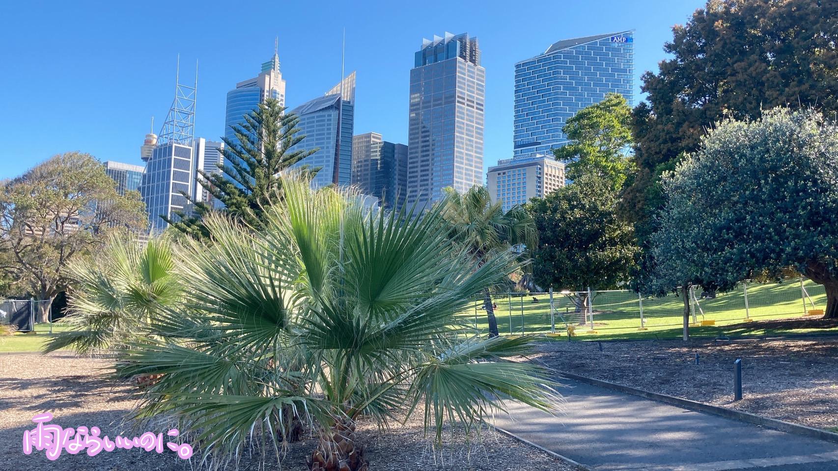 シドニー王立植物園とシドニーのビル群(MiU撮影)