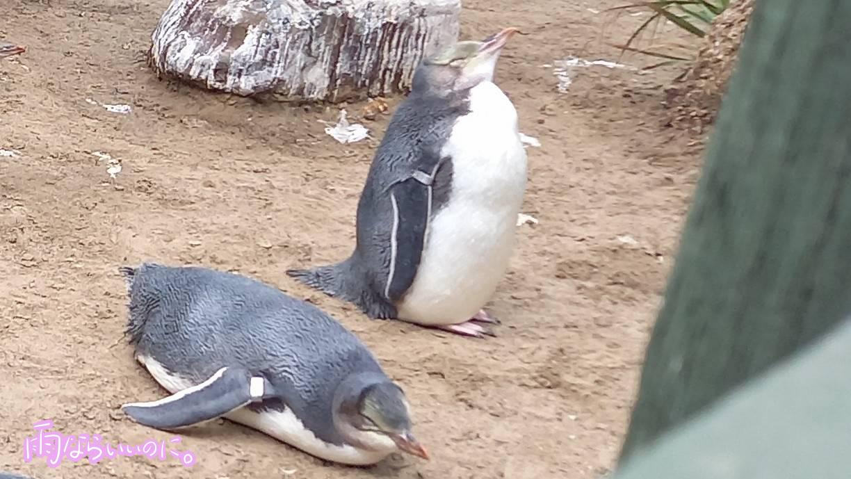 イエローアイドペンギン(MiU撮影)