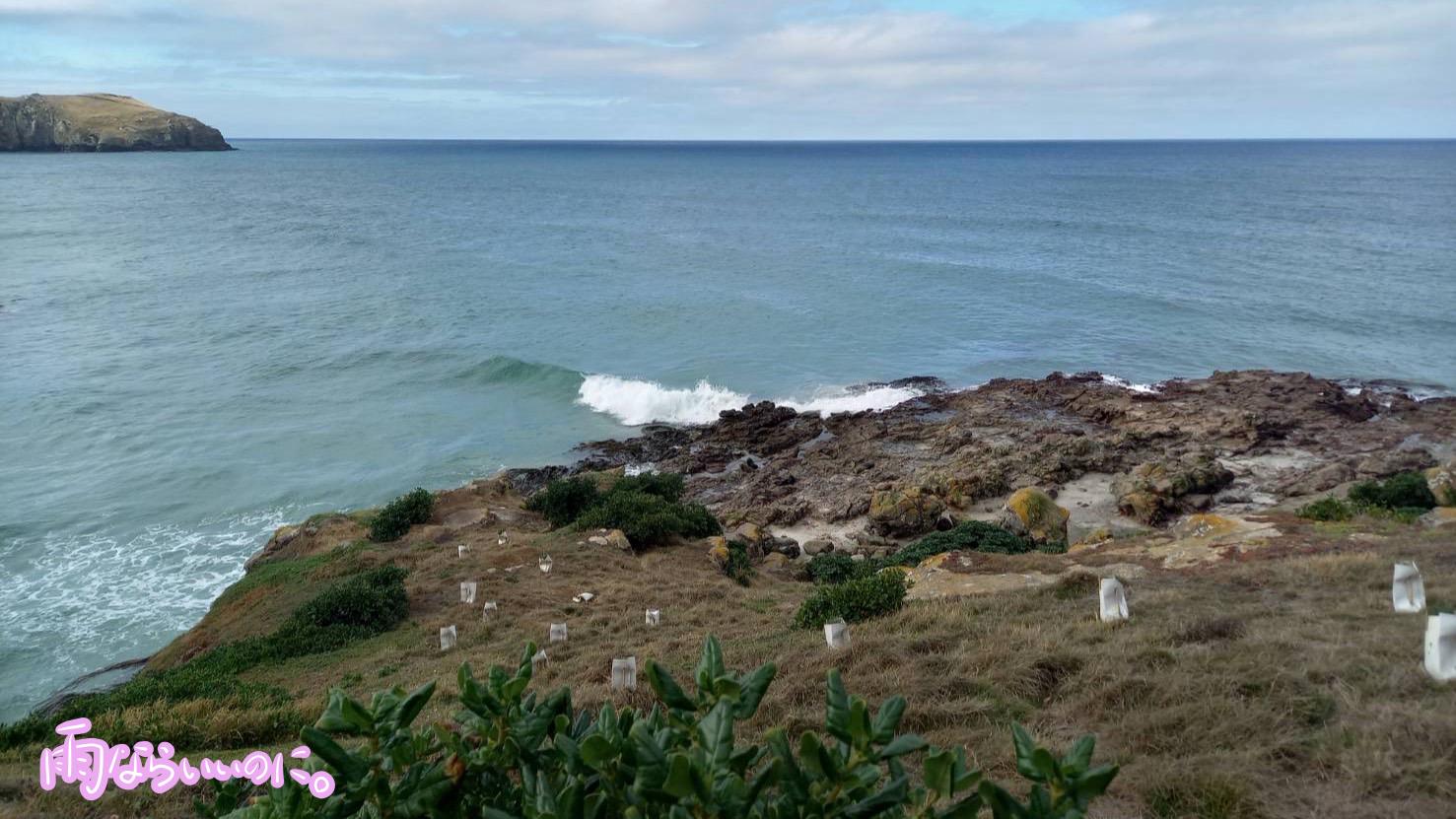 オタゴ半島の海辺(MiU撮影)