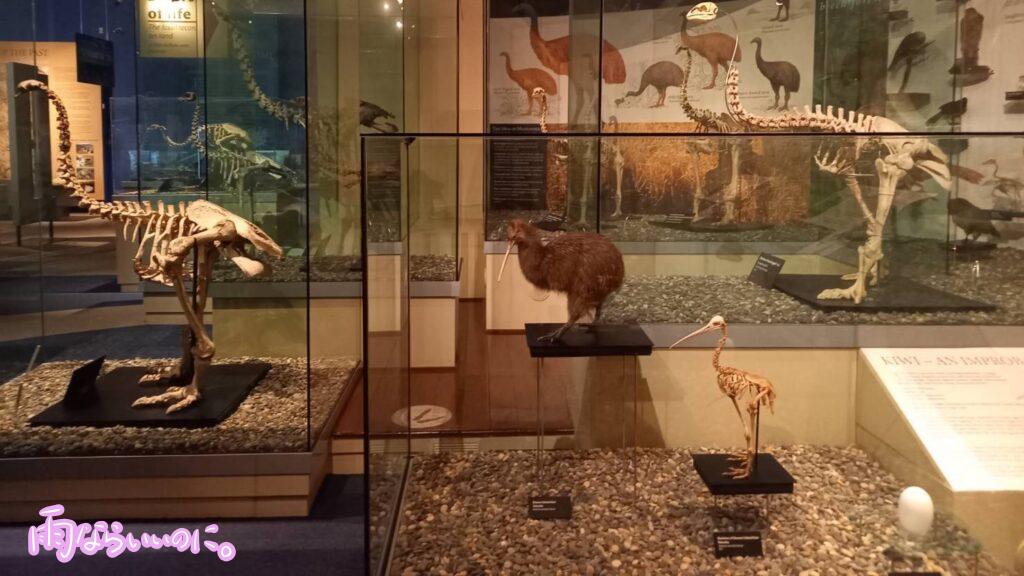 オタゴ博物館の展示(MiU撮影)