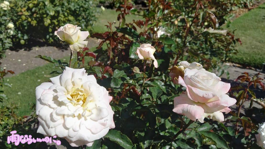 クライストチャーチ植物園のバラ園(MiU撮影)