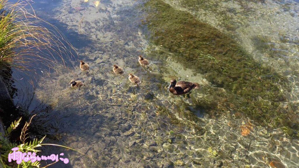 モナ・ベール公園の湖にいたアヒルの親子