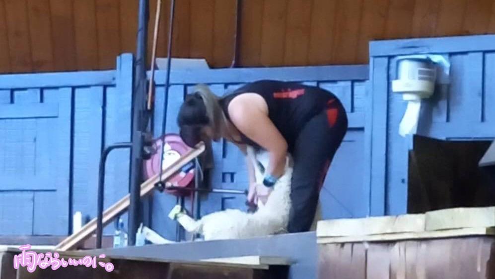 アグロドームのファームショーでの毛刈り(MiU撮影)