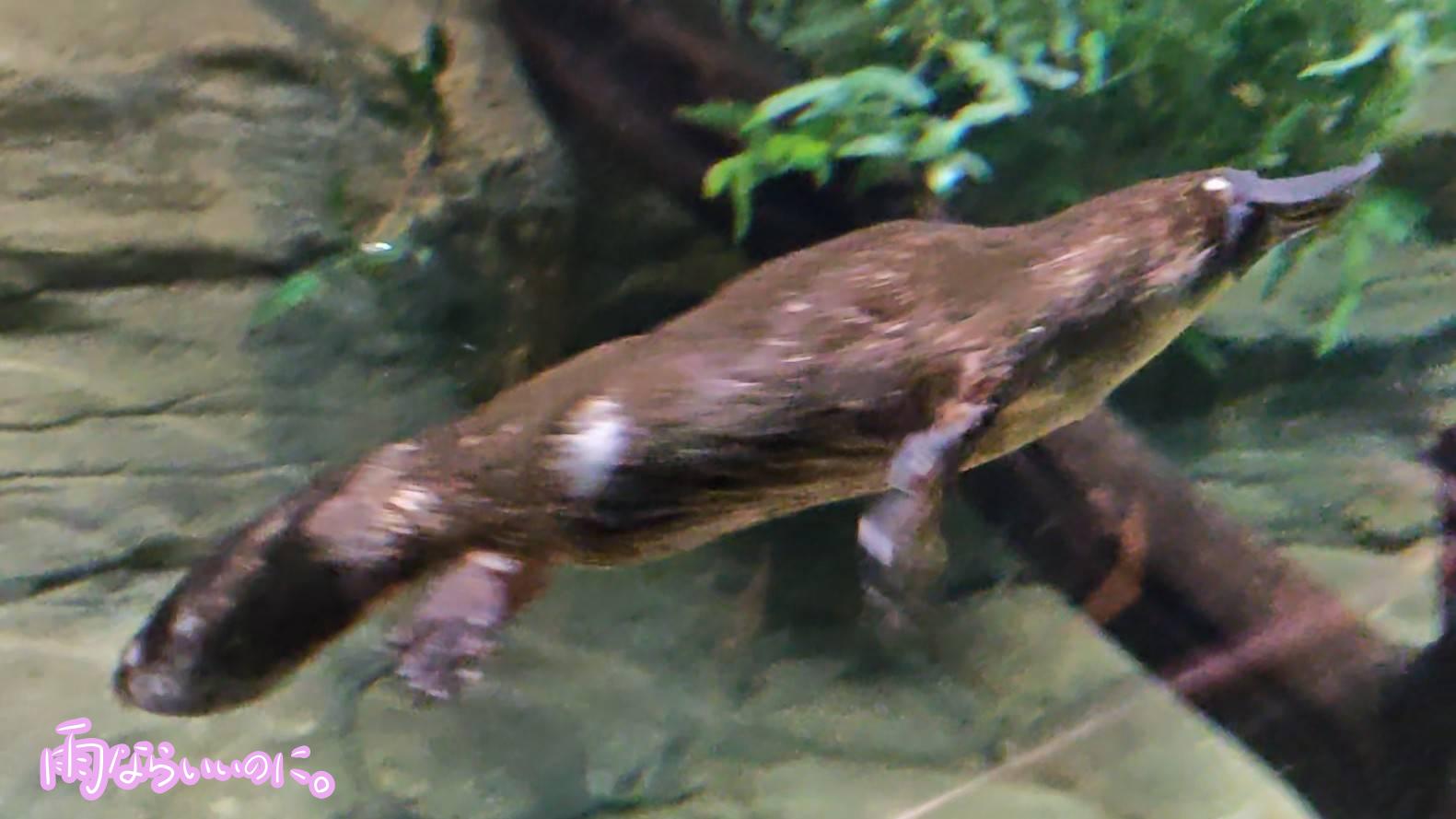 メルボルン動物園で泳ぐカモノハシ（MiU撮影）