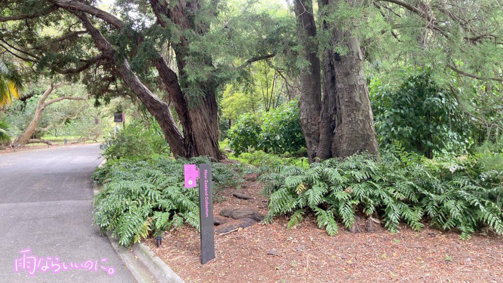 メルボルン王立植物園のニュージーランドコレクションの看板（MiU撮影）