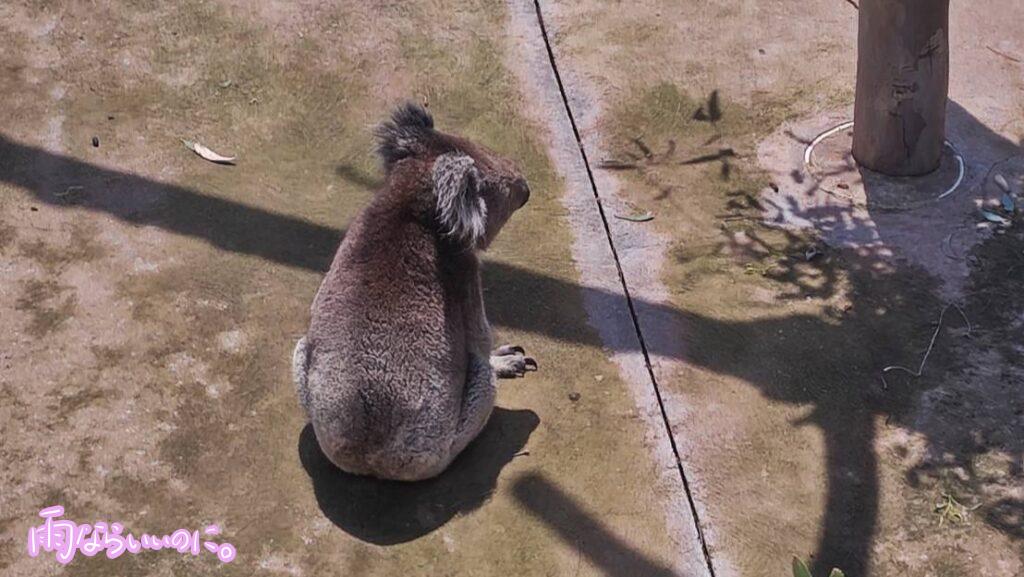 メルボルン動物園で床に座るコアラ（MiU撮影）