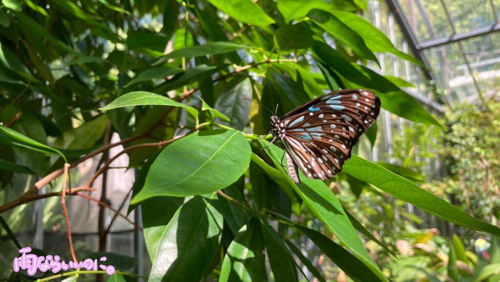 メルボルン動物園のバタフライハウスの蝶々（MiU撮影）