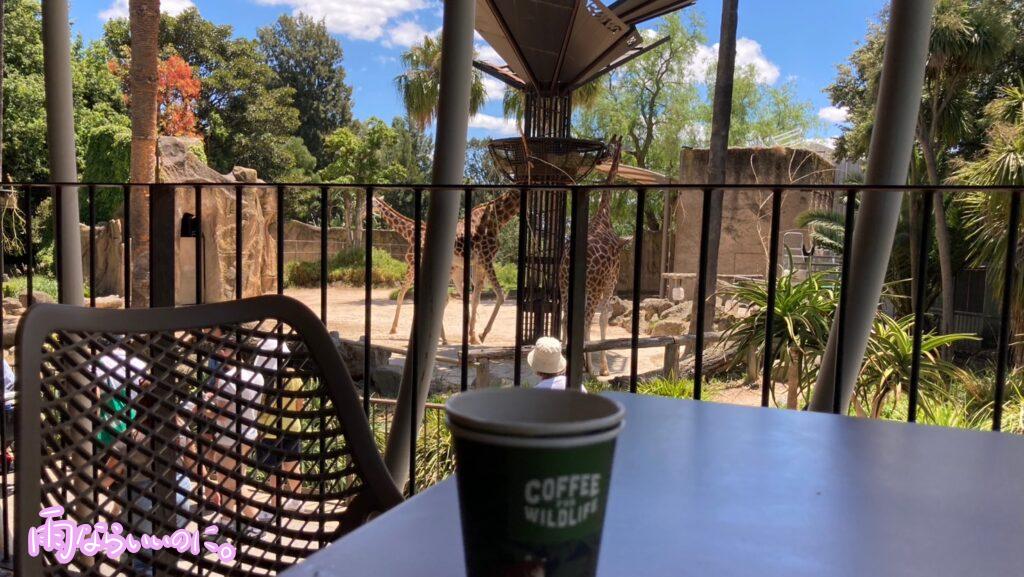 メルボルン動物園でキリンを眺めながら飲んだコーヒー（MiU撮影）