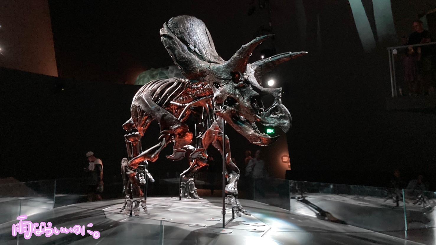 メルボルン博物館の見どころ・トリケラトプス(MiU撮影)