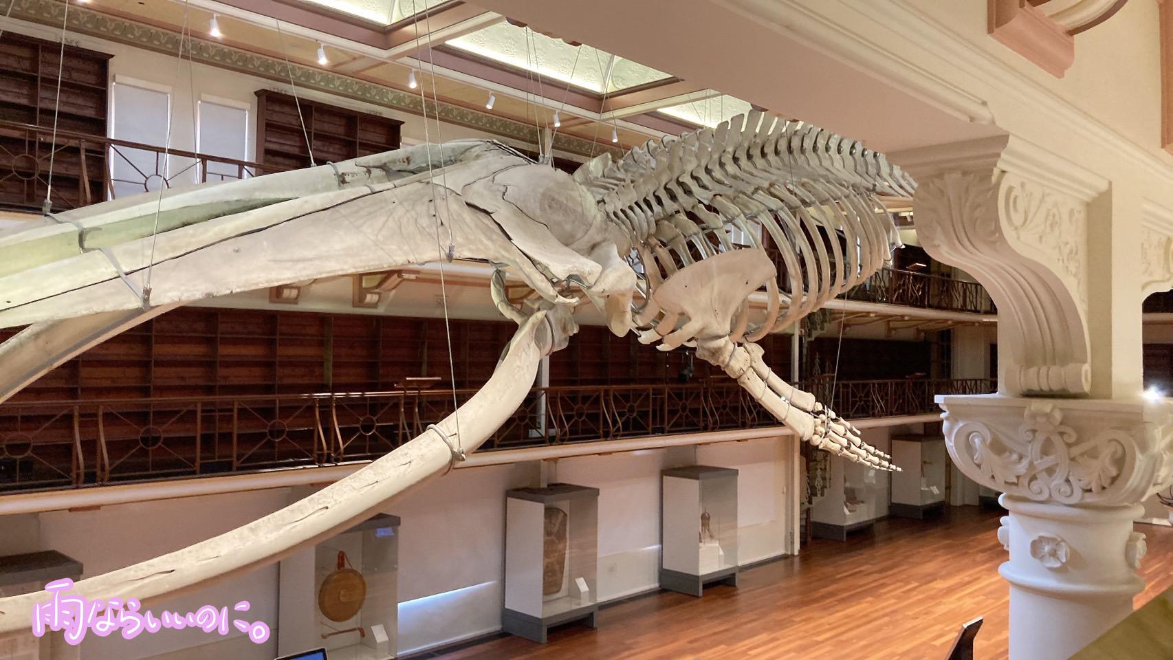西オーストラリア州立博物館のシロナガスクジラ(MiU撮影)