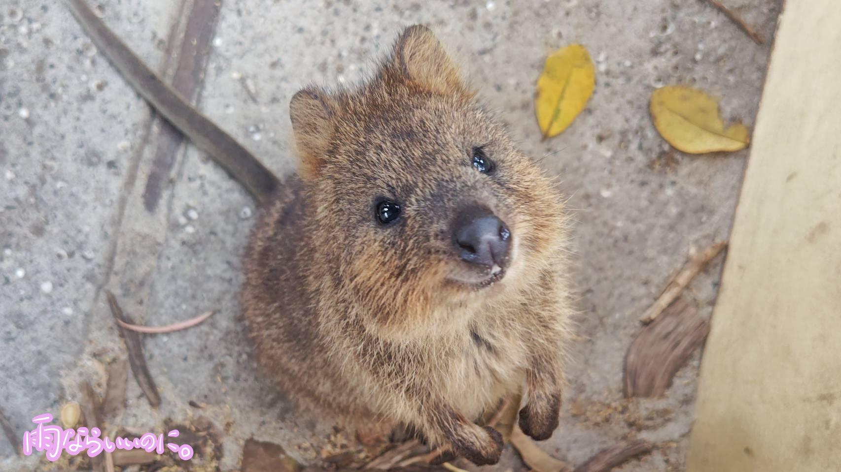 上を向いてくれたクオッカ(MiU撮影)